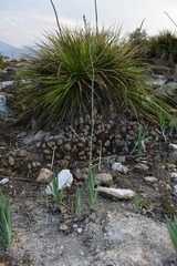 Hemiphylacus hintoniorum