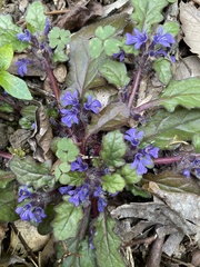 Ajuga decumbens