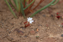 Drosera praefolia