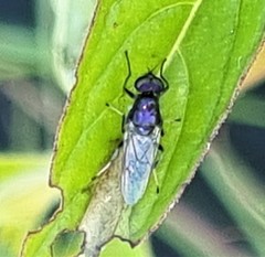 Prosopochrysa vitripennis