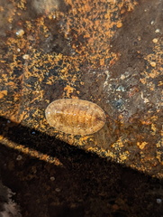 Chitonoidea