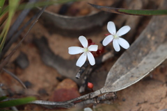 Drosera praefolia
