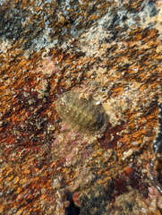 Chitonoidea