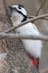 Dendrocopos major