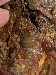 Chitonoidea