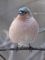 Fringilla coelebs