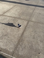 Columba livia domestica