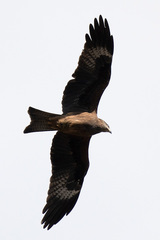 Milvus migrans