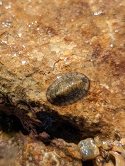 Chitonoidea