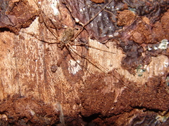 Dasylobus graniferus