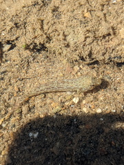 Istigobius