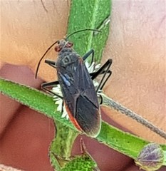 Leptocoris mitellatus