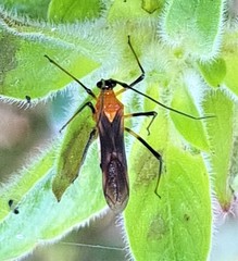 Rayieria basifer