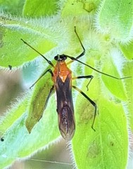 Rayieria basifer