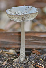 Amanita cheelii