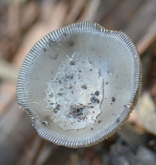 Amanita cheelii
