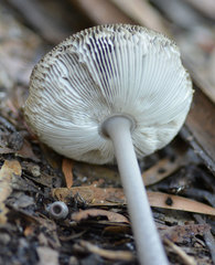 Amanita cheelii