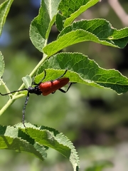 Desmocerus aureipennis