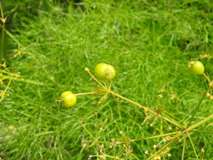 Prangos trifida