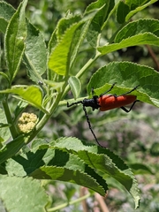 Desmocerus aureipennis