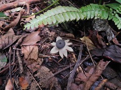 Geastrum javanicum