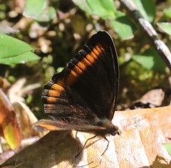 Pedaliodes symmachus