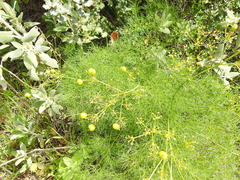 Prangos trifida