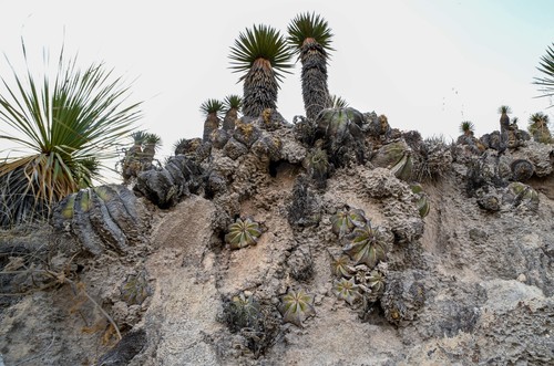 Hinton's aztekium (Aztekium hintonii)