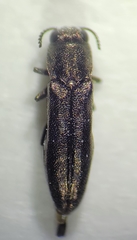 Agrilus exiguellus