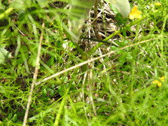 Prangos trifida