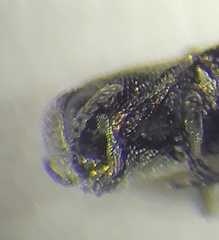 Agrilus exiguellus