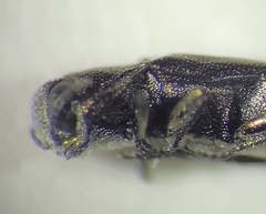 Agrilus exiguellus
