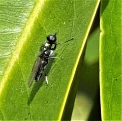 Prosopochrysa vitripennis