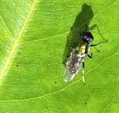 Prosopochrysa vitripennis