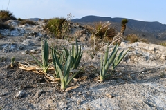 Hemiphylacus hintoniorum