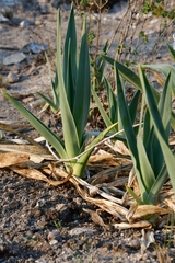 Hemiphylacus hintoniorum