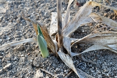 Hemiphylacus hintoniorum