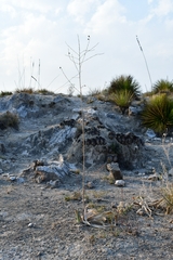 Hemiphylacus hintoniorum