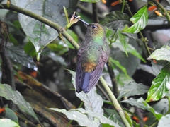 Haplophaedia aureliae