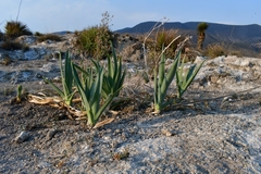 Hemiphylacus hintoniorum