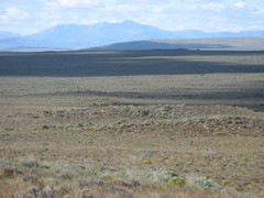 Thamnochortus bachmannii