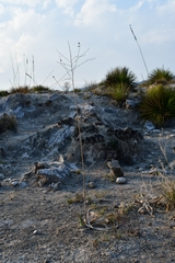 Hemiphylacus hintoniorum