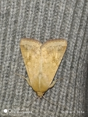 Helicoverpa armigera