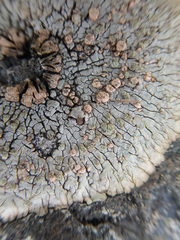 Placopsis lambii