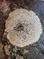 Placopsis lambii