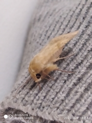 Helicoverpa armigera