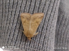 Helicoverpa armigera