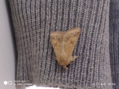 Helicoverpa armigera