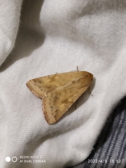 Helicoverpa armigera