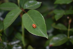 Harmonia axyridis